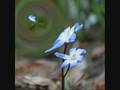 Gravitationally Lensed Flower
