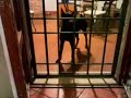 Maledetto cancello! Maledetto cancello!