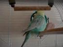 minty the budgie