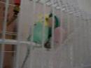 minty the budgie