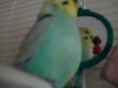 minty the budgie