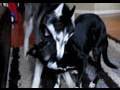 When Mishka attacks!