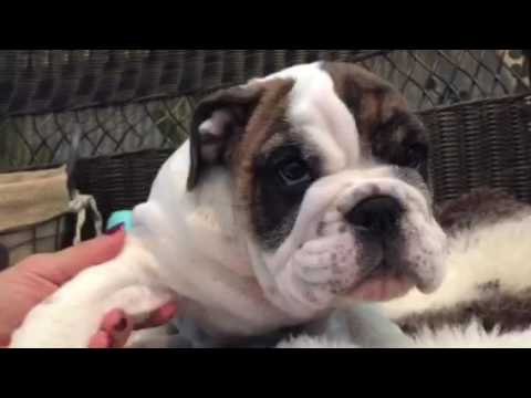 Hand full of wrinkles, English Bulldog puppy