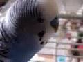 mickey budgie being funny