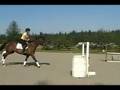 DarinToGo Horse Sale