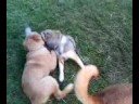 Hana & Taro