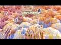 avian influenza