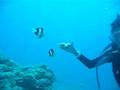 anemonefish