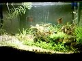 molinesia gold e guppy 