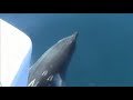 Blue Horizon Whale Watching Part 3