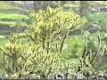 ECOS DEL COLCA
