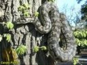 Reptiles