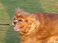 Cavalier Spaniel Casey at the Polo Fields