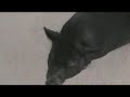 LeAnn Rinds the Potbelly Pig Loves to do Tricks LeAnn Rinds the Potbelly Pig Loves to do Tricks