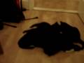 purry feed