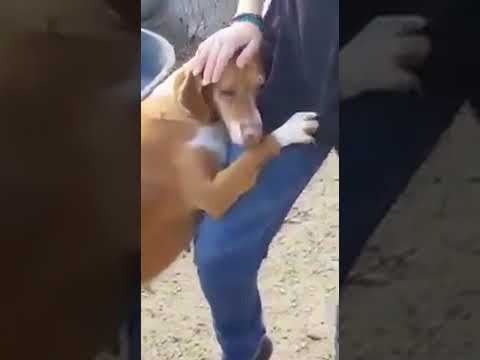 REPORTER PRZYJECHAŁ DO SCHRONISKA NAKRĘCIĆ FILM. OPUŚCIŁ GO Z PRZYJACIELEM