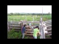 montaria ivan.wmv