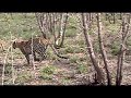 Leopard Kills Baby Impala