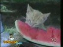 Really Funny Cats - Part 3