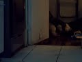 perrito folla camas