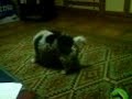 pongo rebolcandose en el salon