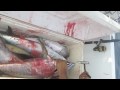 Coconut Harrys Surf Report 5 27 09 Nosara Costa Rica- Great Fishing Action from yesterday