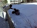 Complete German Jackass Part II