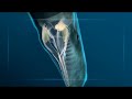 Sperm whale Vs giant squid Sperm whale Vs giant squid