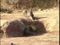 baby-baboons-playing.html