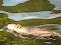 Rat like creature swimming in water