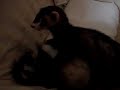 Ferret Cage Match
