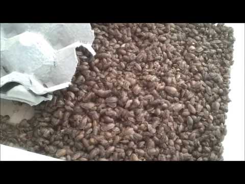 YouTube reptile video