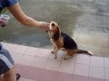 Training beagle puppies