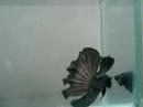Betta mostrando todo o seu potencial...=Dp.s Edson criações... 