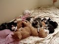 Sleeping Kittens