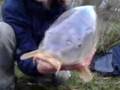 15.5lb mirror carp