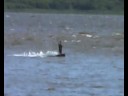Kitesurf - Sainte-Anne de Beaupré