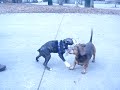 Doobee running funny Doobee running funny