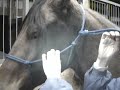 How to tie a rope halter