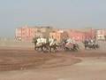 moussem chevaux arabes