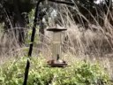 Hummingbird 02A Hummingbird 02A