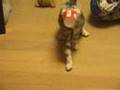 紙コップ猫