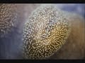 Click here to watch this video Walmandan's coral reef and marine gardens.wmv