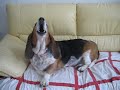 Toto the Basset Hound