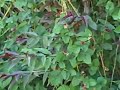 WHEELCHAIR WEEDING - WEED TWISTER WHEELCHAIR WEEDING - WEED TWISTER