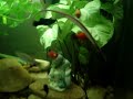 peixe agulha (agulhinha)no aquário. A conformação de sua boca se assemelha a de cavalo marinho e minha dúvida é saber o que ele come... 