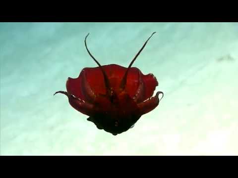 Descubren una "extraña" criatura en el golfo de México (VIDEO)