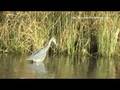 Garza azul - Egretta caerulea (SilvestresChile)