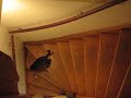 Smart cat