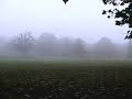 Rose Hip November by Vashti Bunyan